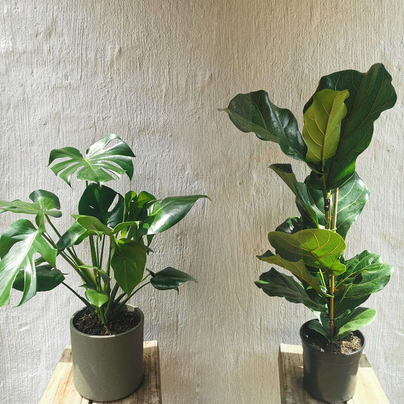 Monster Fig Combo (Monstera Deliciousa & Ficus Lyrata) | Plant Combo | Indoor Plants |