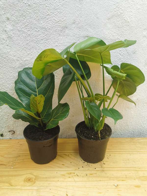 Monster Fig Combo (Monstera Deliciousa & Ficus Lyrata) | Plant Combo | Indoor Plants |