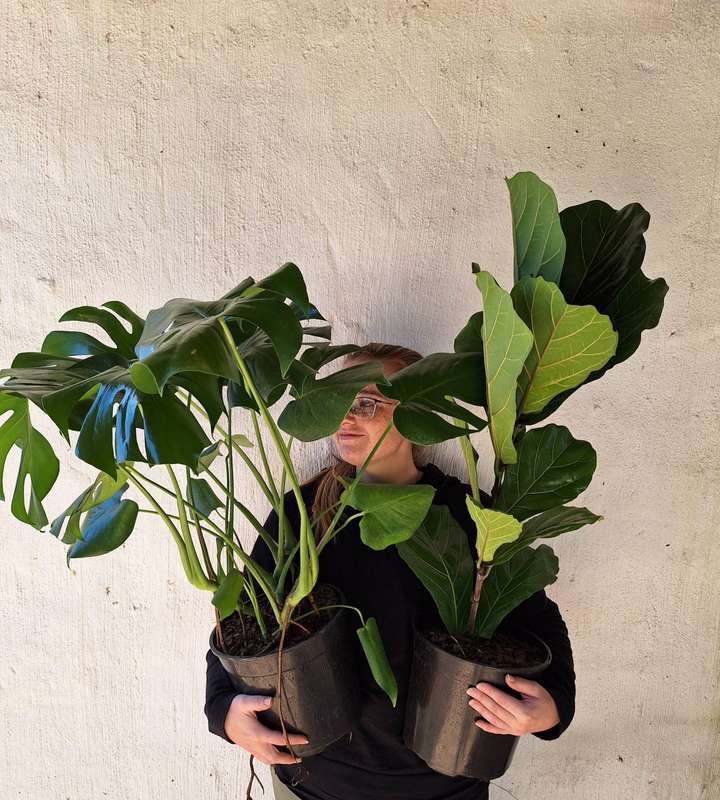 Monster Fig Combo (Monstera Deliciousa & Ficus Lyrata) | Plant Combo | Indoor Plants |