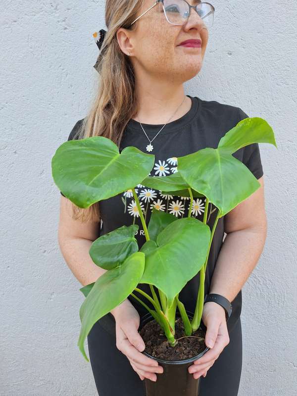 The Beginners Combo # 4 (Monstera Deliciousa & Heartleaf Philodendron) in 12 cm Nursery Pots