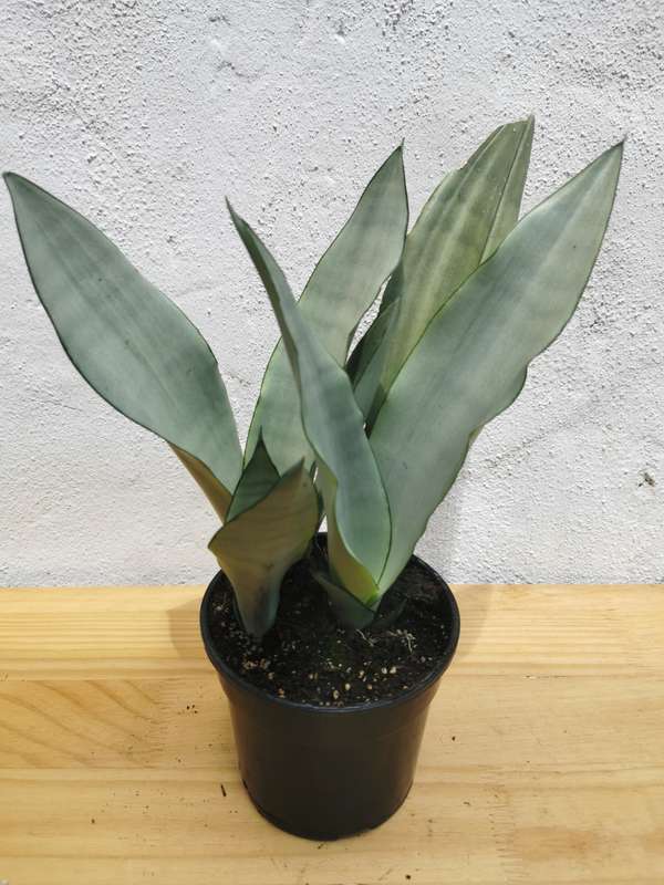 Moonshine Snake plant (Sansevieria moonshine)