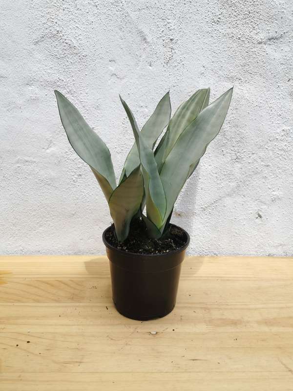 Moonshine Snake plant (Sansevieria moonshine)