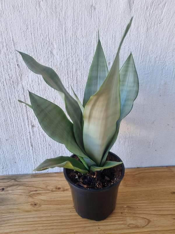 Moonshine Snake plant (Sansevieria moonshine)