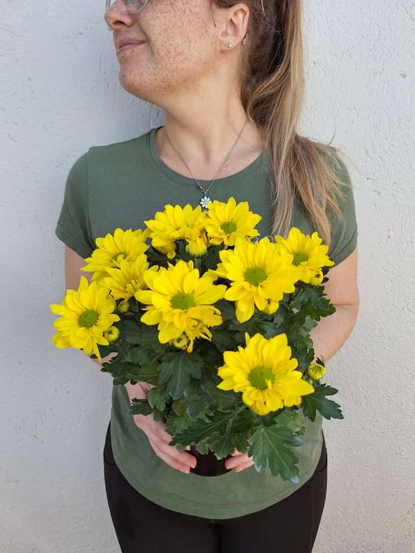 Mums (Chrysanthemum spp.) 14cm Nursery pots