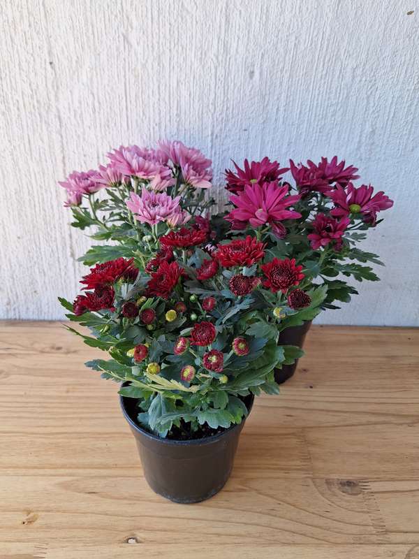 Mums (Chrysanthemum spp.) 14cm Nursery pots