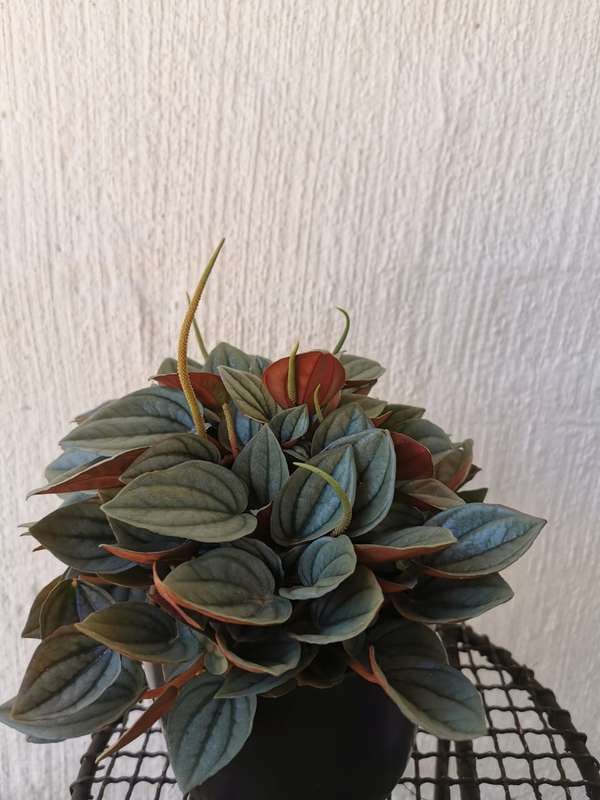Peperomia Napoli Nights in 12cm Nursery Pot