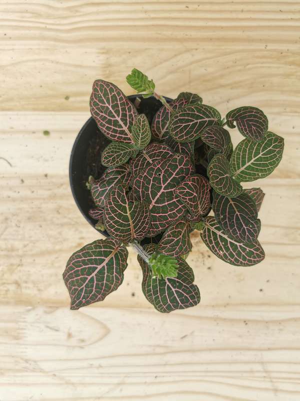 Nerve plants (Fittonia albivenis) -12 cm Nursery Pots | Indoor Plant