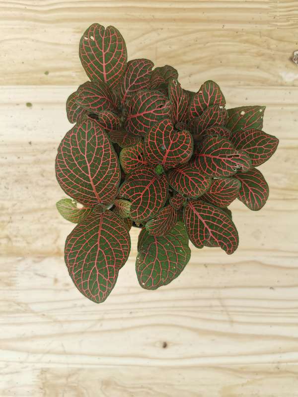 Nerve plants (Fittonia albivenis) -12 cm Nursery Pots | Indoor Plant