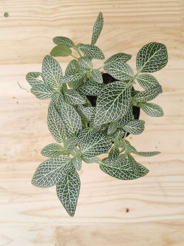 Nerve plants (Fittonia albivenis) -12 cm Nursery Pots | Indoor Plant