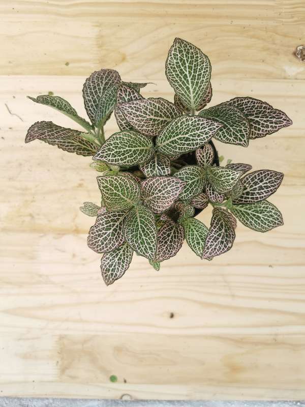 Nerve plants (Fittonia albivenis) -12 cm Nursery Pots | Indoor Plant