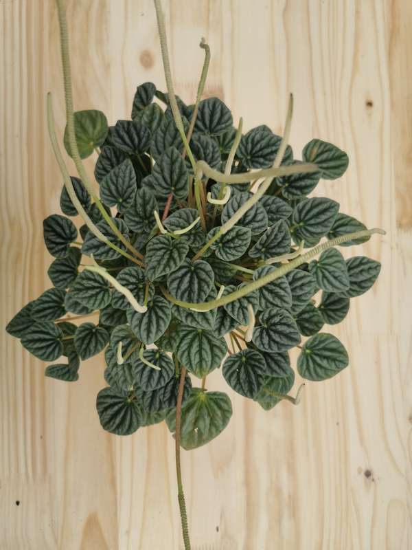 Emerald Ripple Peperomia (Peperomia Caperata)