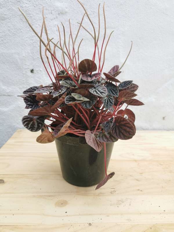 Emerald Ripple Peperomia (Peperomia Caperata)
