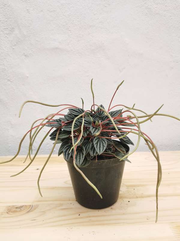 Emerald Ripple Peperomia (Peperomia Caperata)