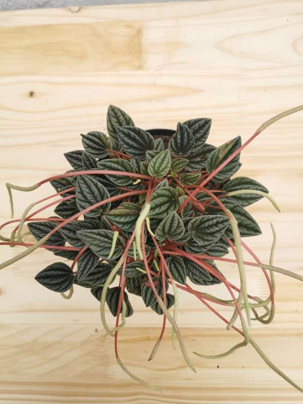 Emerald Ripple Peperomia (Peperomia Caperata)