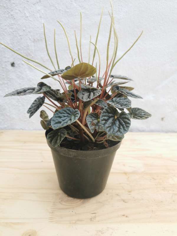 Emerald Ripple Peperomia (Peperomia Caperata)