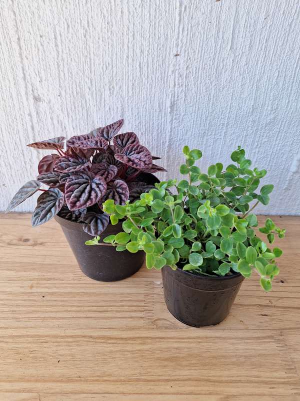 Pet-Friendly Combo #2 (Peperomia rotandifolia &amp; Purple Peperomia Caperata)