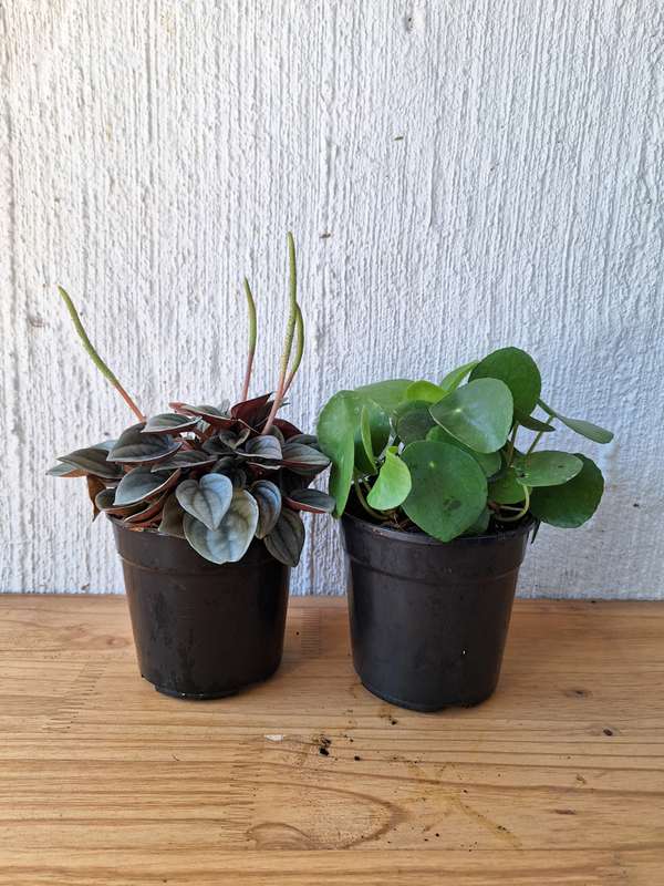 Pet-Friendly Combo #1 (Chinese Money Plant & Peperomia Napoli Nights)