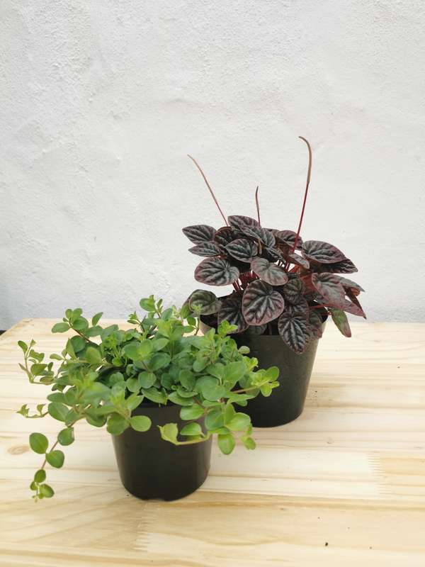 Pet-Friendly Combo #2 (Peperomia rotandifolia &amp; Purple Peperomia Caperata)