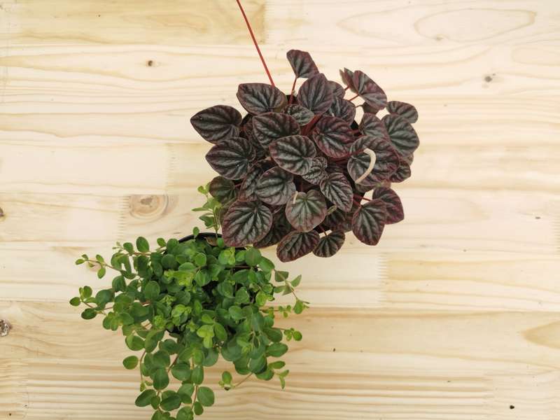 Pet-Friendly Combo #2 (Peperomia rotandifolia &amp; Purple Peperomia Caperata)