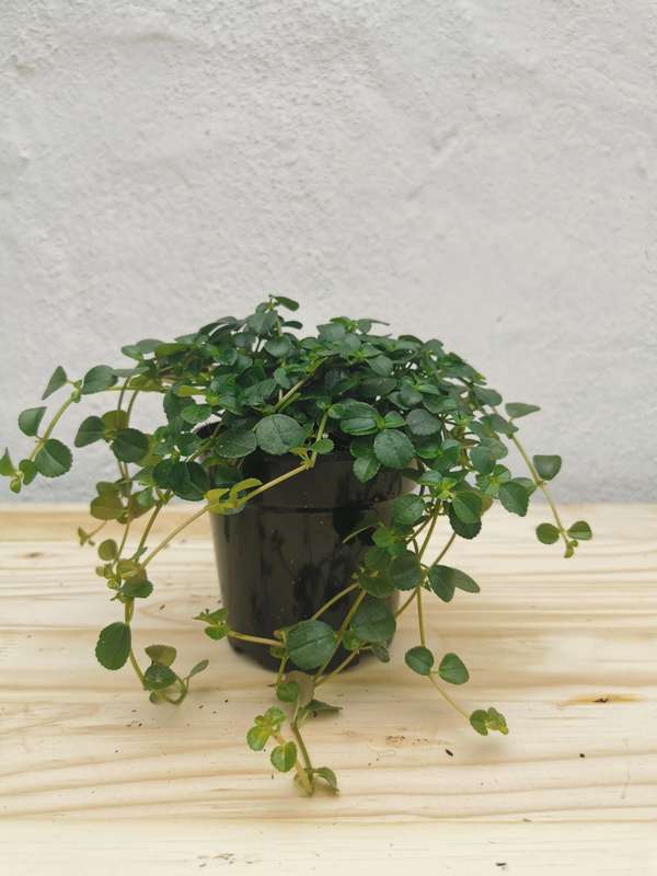 Baby Tears (Pilea Depressa) 12cm Nursery Pot