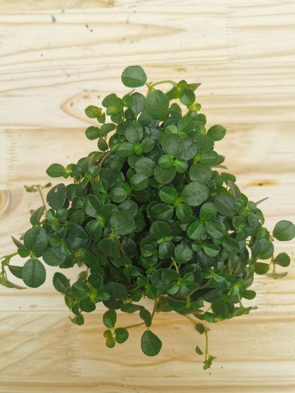 Baby Tears (Pilea Depressa) 12cm Nursery Pot