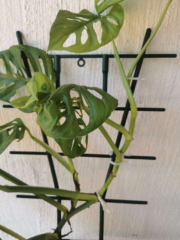 Green Plant Clips (Set of 6)