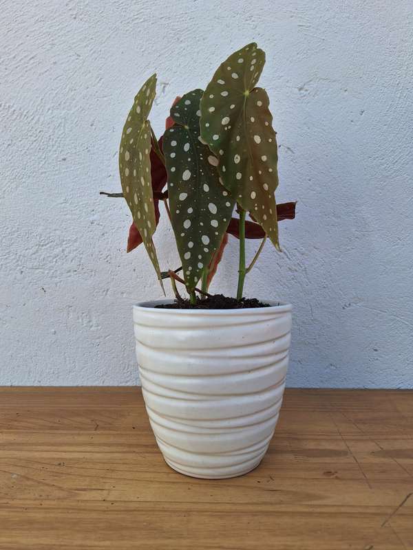 Polka Dot Begonia (Begonia Maculata)