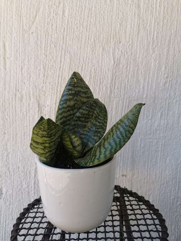 Rosette snake plant (Sansevieria spp.) 12cm Nursery pot