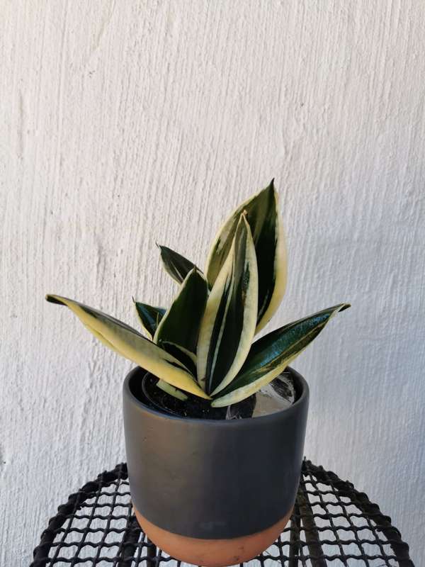 Rosette snake plant (Sansevieria spp.) 12cm Nursery pot