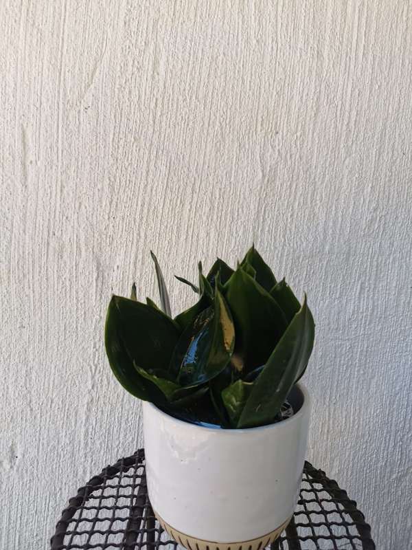 Rosette snake plant (Sansevieria spp.) 12cm Nursery pot