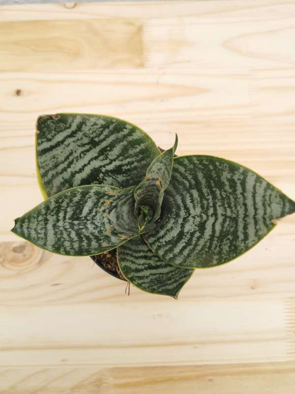 Rosette snake plant (Sansevieria spp.) 12cm Nursery pot
