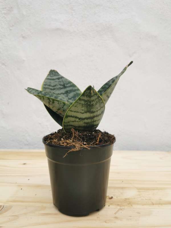 Rosette snake plant (Sansevieria spp.) 12cm Nursery pot