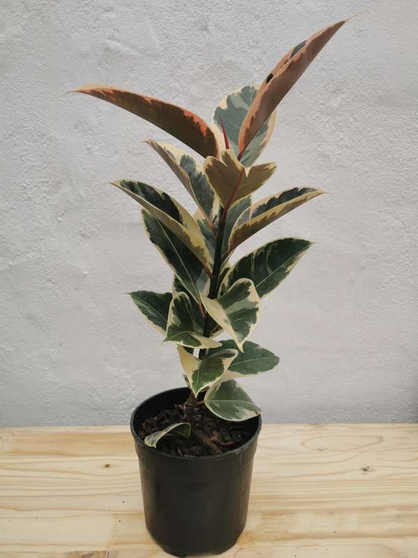 Rubber Tree Tineke (Ficus Elastica) 15 - 19 cm Nursery Pot