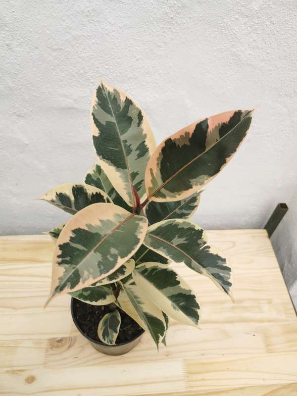 Rubber Tree Tineke (Ficus Elastica) 15 - 19 cm Nursery Pot