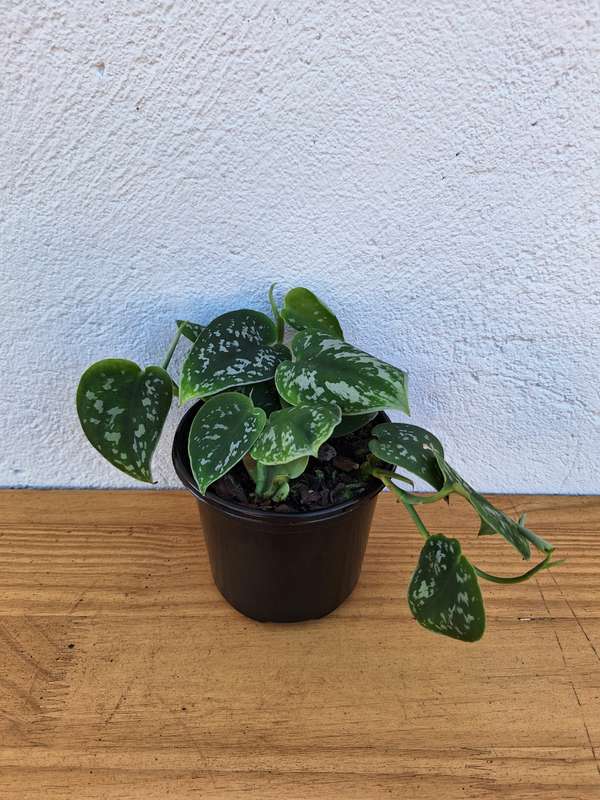 Satin Pothos (Scindapsus pictus 'argyraeus')