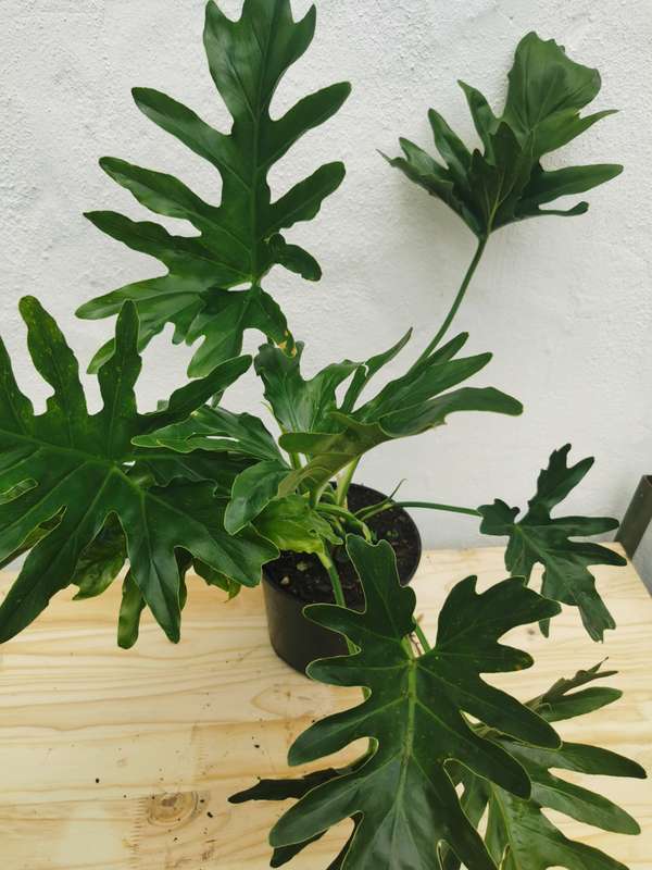 Lacy Tree (Philodendron selloum)