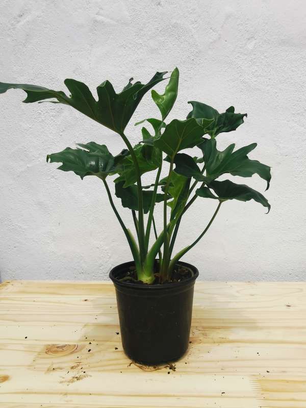 Lacy Tree (Philodendron selloum)