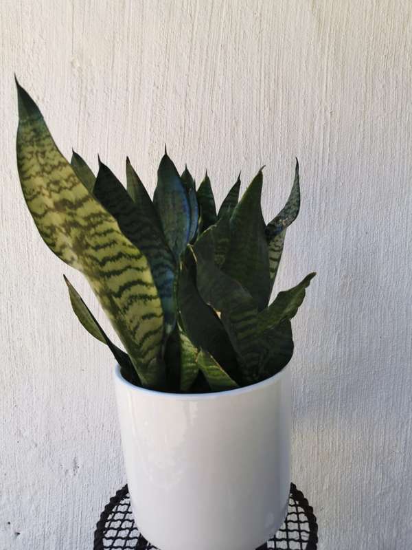 Snake plant (Sanseveria robusta) | Indoor Plants | Low Maintenance Plants