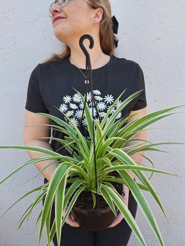 Spider Plant (Chlorophytum Comosum) - 16.5 cm Hanging Basket | Indoor Plant