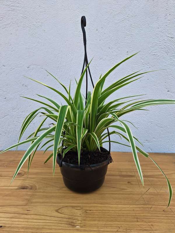 Spider Plant (Chlorophytum Comosum) - 16.5 cm Hanging Basket | Indoor Plant