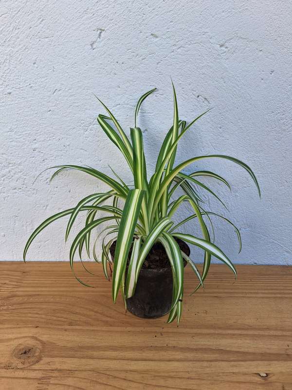 Spider Plant (Chlorophytum Comosum) in 12cm Nursery Pot