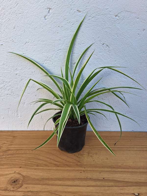 Spider Plant (Chlorophytum Comosum) in 12cm Nursery Pot