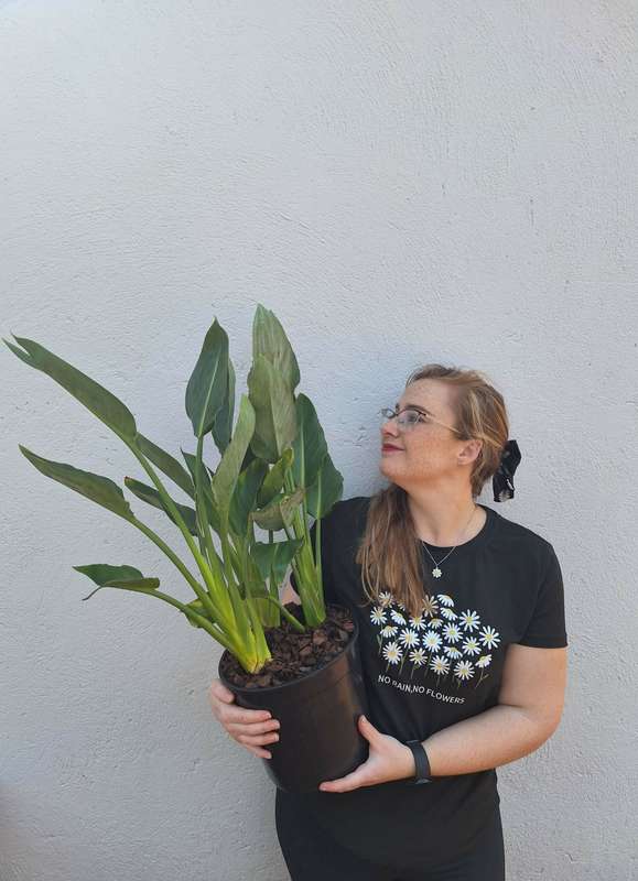 Strelitzia Reginae (Bird of Paradise)