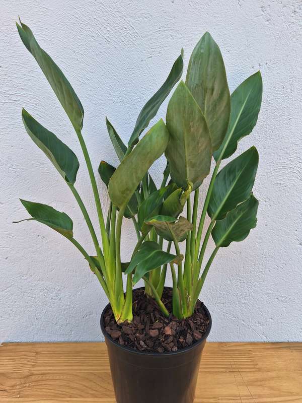 Strelitzia Reginae (Bird of Paradise)
