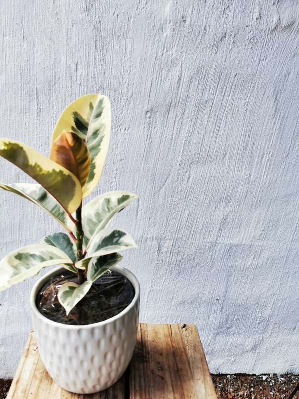 Rubber Tree Tineke (Ficus Elastica) 15 - 19 cm Nursery Pot