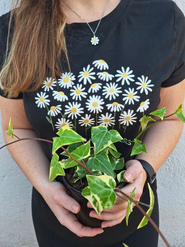 Variegated Combo (Senecio Macroglossus Variegata & Peperomia USA ) in 12cm Nursery Pots