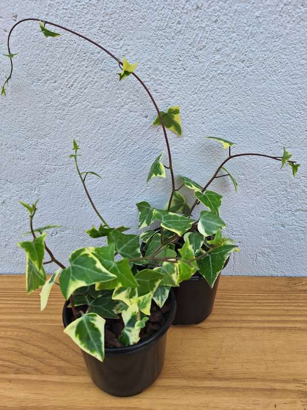 Variegated Ivy (Senecio macroglossus Variegatus) in 12cm Nursery