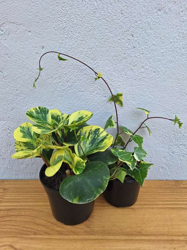 Variegated Combo (Senecio Macroglossus Variegata & Peperomia USA ) in 12cm Nursery Pots