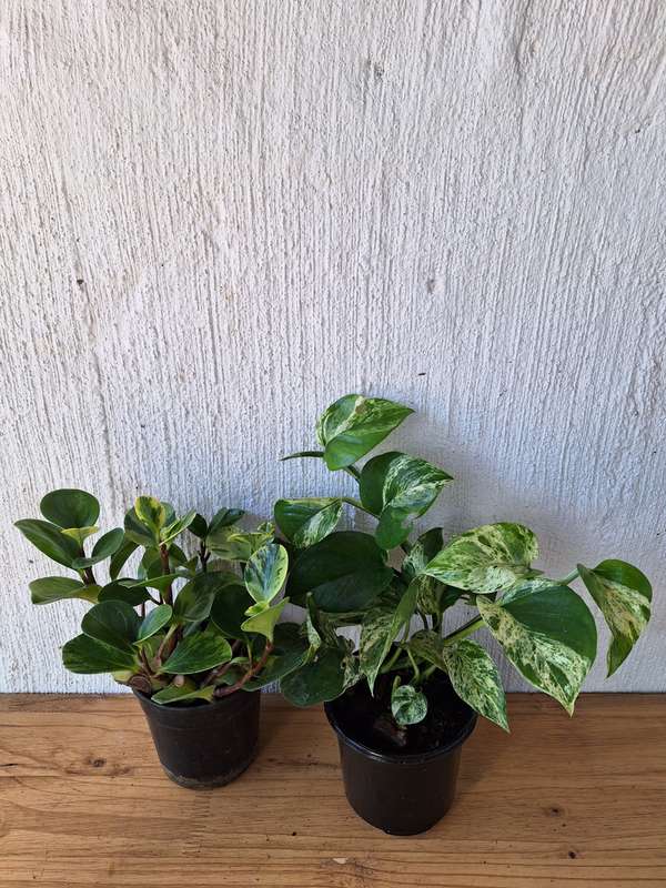 Jaw-Dropping Variegation Combo (Green Baby Rubber Plant + Marble Queen pothos) 12 cm nursery pots