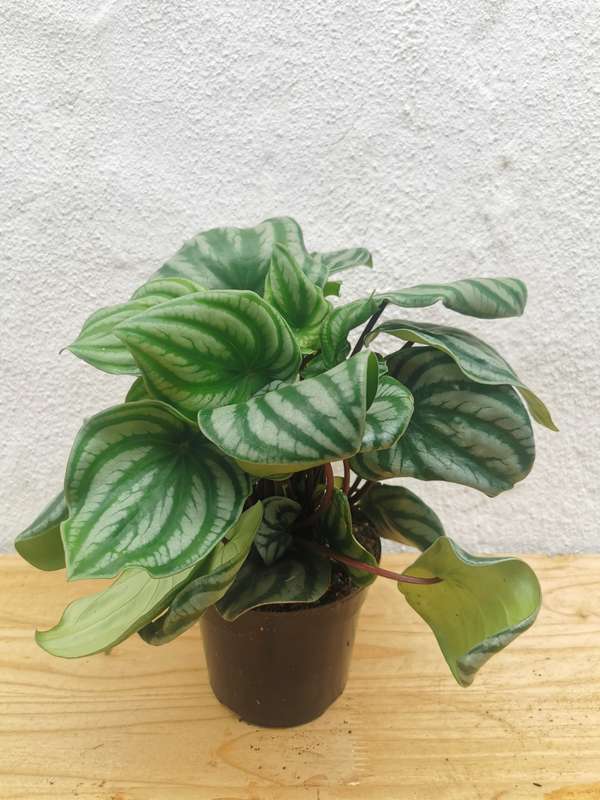 Watermelon Peperomia (Peperomia Argyreia) in 12 cm Nursery Pot